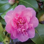 Camellia Japonica Debbie 1 Plant 3 Litre