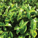 Camellia Sinensis (Tea Plant) 1 Plant 3 Litre