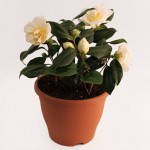 Camellia Silver Anniversary 2 Pre-Planted Containers