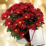 Chrysanthemum Plant plus a 2016 Diary