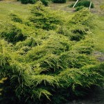 Conifer Juniperus Old Gold 1 Plant 3 litre