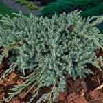 Conifer Juniperus Blue Carpet 1 Plant 9cm Pot