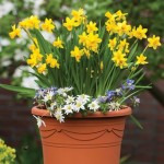 Bright andamp; Breezy 1 Pre Planted Container