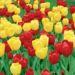 Tulip Strong Colours 15 Bulbs