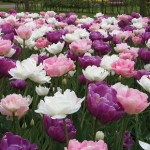 Tulip Peaceful Pastels 15 Bulbs