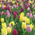 Tulip Royal Princes Mix 15 Bulbs