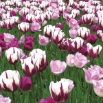 Tulip Harmony of Purples Mix 30 Bulbs