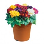 Polyanthus High Seas 1 Pre-Planted Container