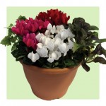 Cyclamen with Foliage 1 Pre Planted Container