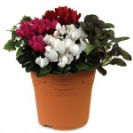 Cyclamen 1 Pre Planted Container