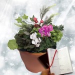 Christmas Mix Winter 1 Pre-Planted Container plus Diary