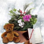 Christmas Mix Winter 1 Pre Planted Container with Teddy Bear plus Diary