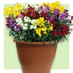 Wallflower Wizard 1 Pre-Planted Container
