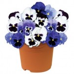 Pansy Colourburst Blues Mix (Autumn) 1 Pre-Planted Container