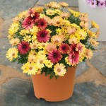 Osteospermum Terra Collection 1 Pre-Planted Container