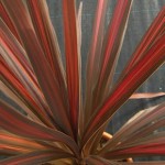 Cordyline Australis Coral™ 1 Plant 9cm Pot