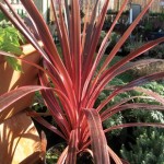 Cordyline Cherry Sensation 2 Pre-Planted Containers