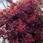 Cotinus coggygria Royal Purple (Smoke Bush) 1 Plant 3 Litre
