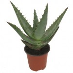 Natures Helping Hands – Cape Aloe 1 Plant in a 9cm Pot