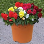 Begonia Double 1 Pre Planted Container