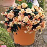 Begonia Champagne 1 Pre Planted Container