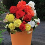 Begonia Superba Mixed 1 Pre Planted Container