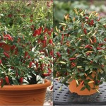 MSE Chilli Apache F1 and Basket of Fire Pre-Planted Containers