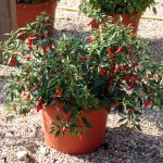 Chilli Pepper Apache 1 Plant 2 Litre Pot