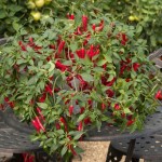 Chilli Pepper Cayenetta 1 Plant 2 Litre Pot