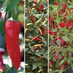 Chilli Peppers – Medium Hot Collection 6 Jumbo Ready Plants