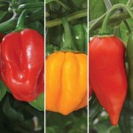 Chilli Peppers – Very Hot Collection 6 Jumbo Ready Plants