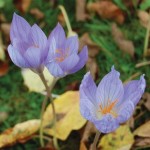 Crocus sativus (Saffron Crocus) 40 Bulbs