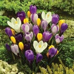 Spring Flowering Crocus Collection 50 Bulbs