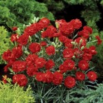 Carnation Can Can 6 Jumbo Ready Plants