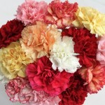 Mixed Christmas Carnations 15 Stems