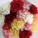 Mixed Christmas Carnations 20 Stems