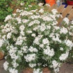 Choisya Ternata White Dazzler 1 Plant 3 Litre