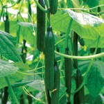 Cucumber Supremo Mini andamp; Tasty F1 1 Plant 9cm Pot