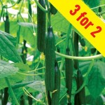Cucumber Supremo Mini andamp; Tasty F1 3 Plants 9cm Pot