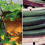 Cucumber andamp; Courgette 6 Jumbo Plants