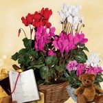 Cyclamen Plant in Ornate basket + Cuddly Bear plus Diary