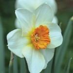 Daffodil Barrett Browning 1×2 Litre Pot