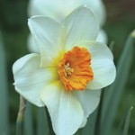 Daffodil Barrett Browning 3×2 Litre Pots