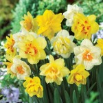 Daffodil Double Mix 15 Bulbs