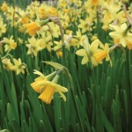 Daffodil Tete-a-Tete 100 Bulbs