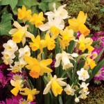 Daffodil Dwarf Collection 100 Bulbs