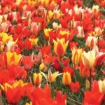 DIY 64 Tulip Bulbs andamp; FREE Compost Kit