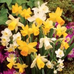 DIY 64 Daffodil Bulbs andamp; FREE Compost Kit