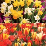 DIY 64 Daffodil Bulbs andamp; FREE Compost Kit