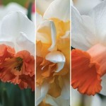 Daffodil Perfect Peaches and White Collection 15 Bulbs